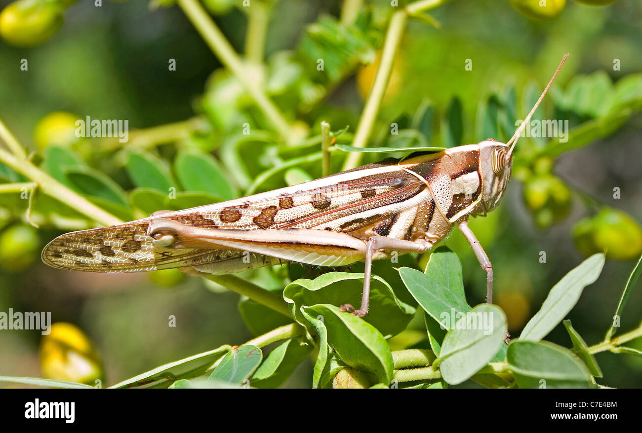 Grasshopper Sri Lanka Stock Photo