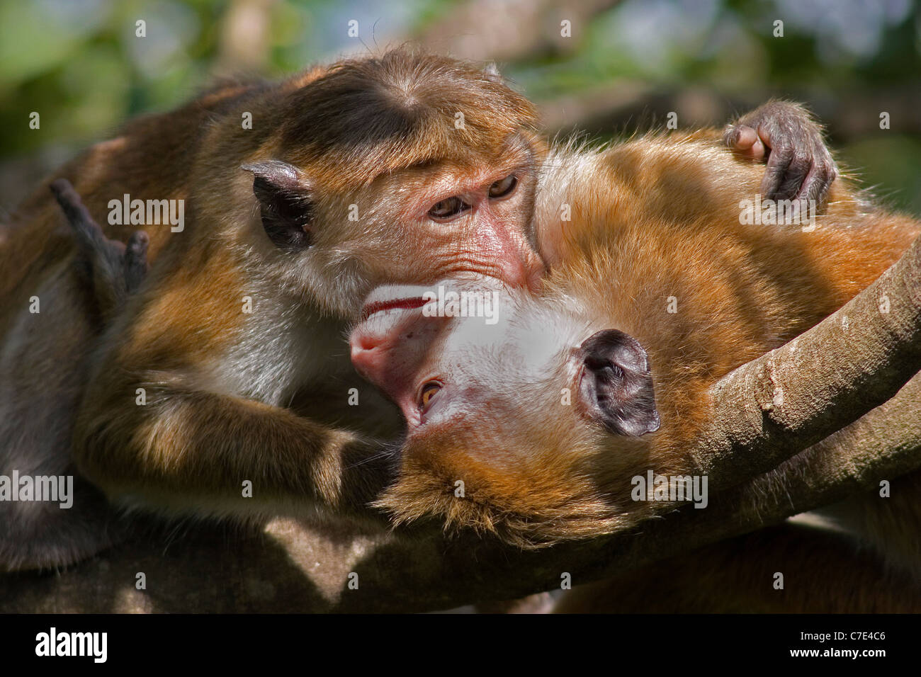 Toque macaque macaca sinica Sri Lanka Stock Photo