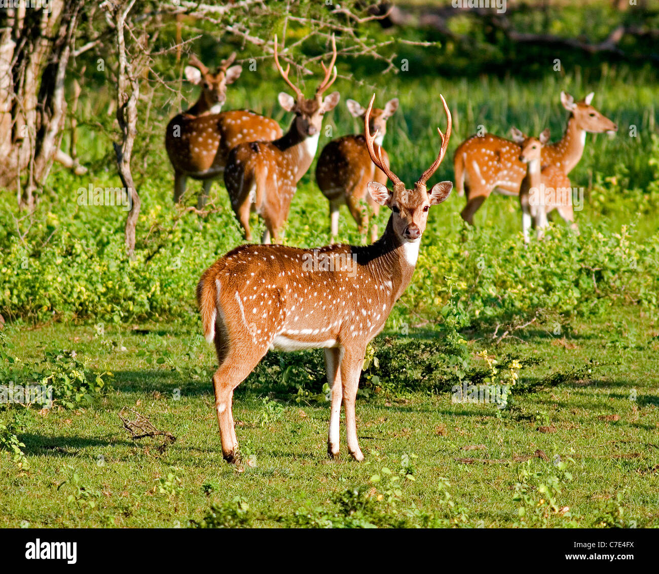 Spotted deer axis axis Sri Lanka Stock Photo