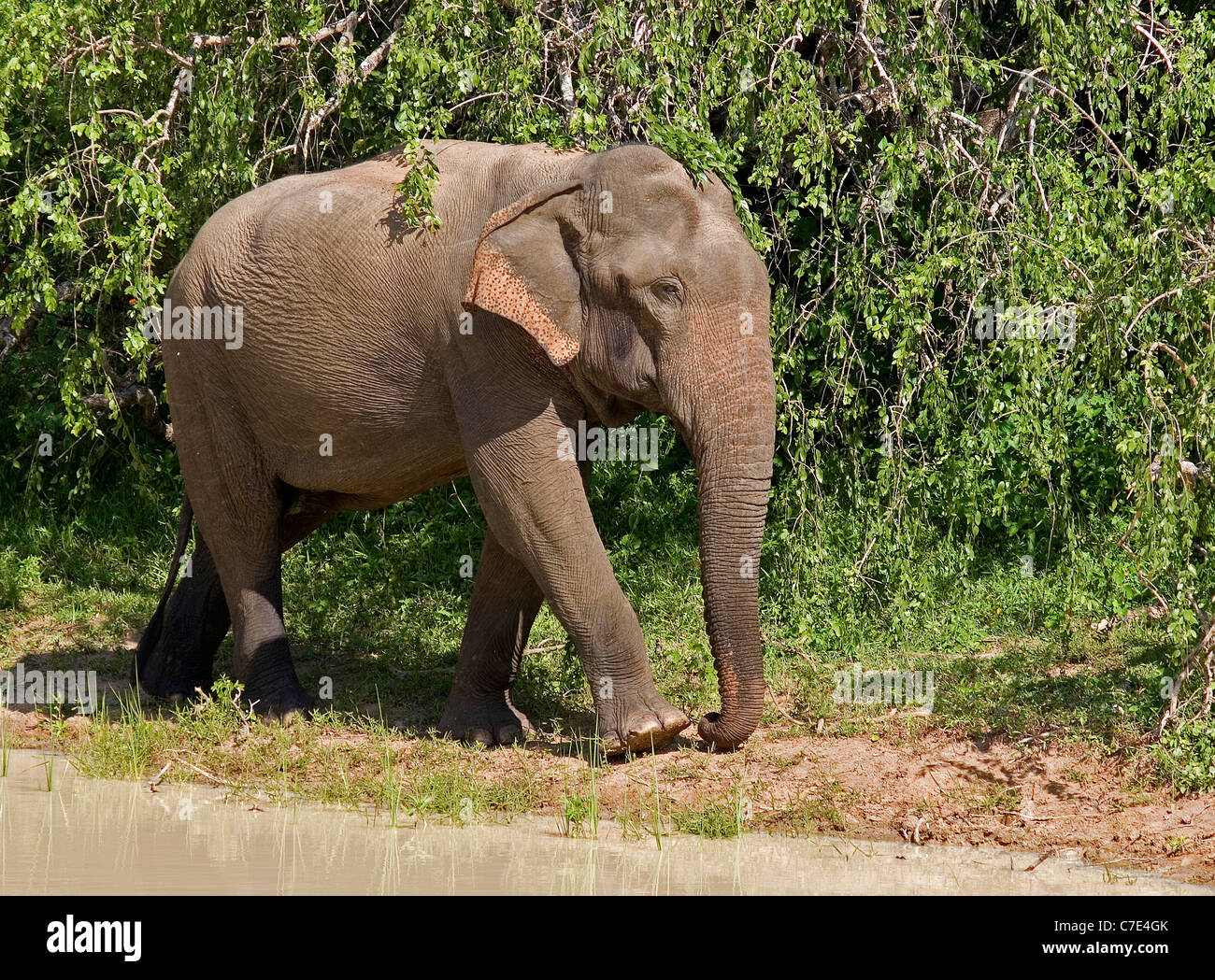 Asian elephant elephas maximus maximus Sri Lanka Stock Photo