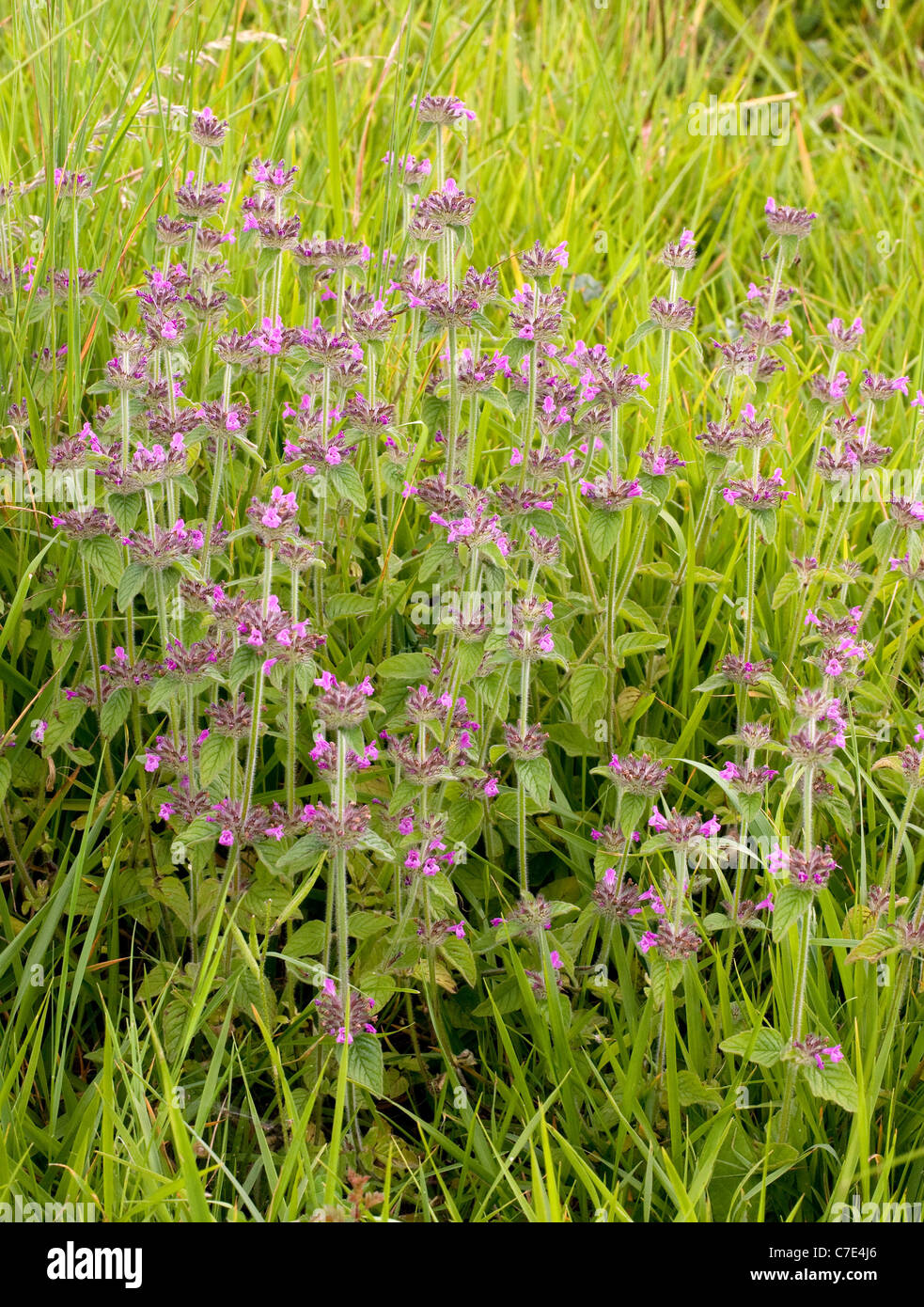 Wild Basil Clinopodium vulgare growing in open grassland in the Cotswold hills near Cheltenham UK Stock Photo