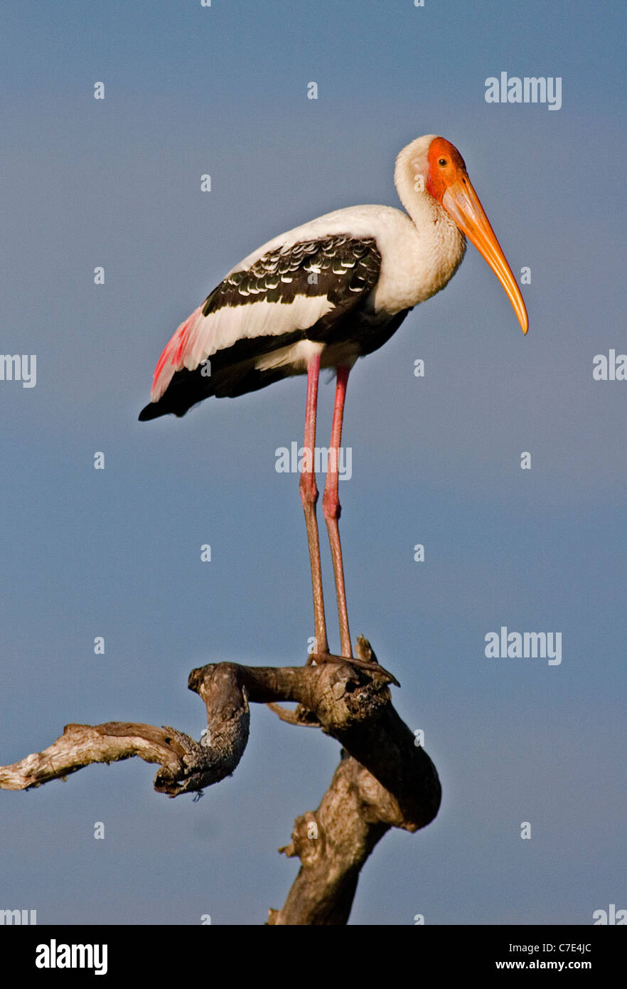 Painted stork mycteria leucocephala Sri Lanka Stock Photo
