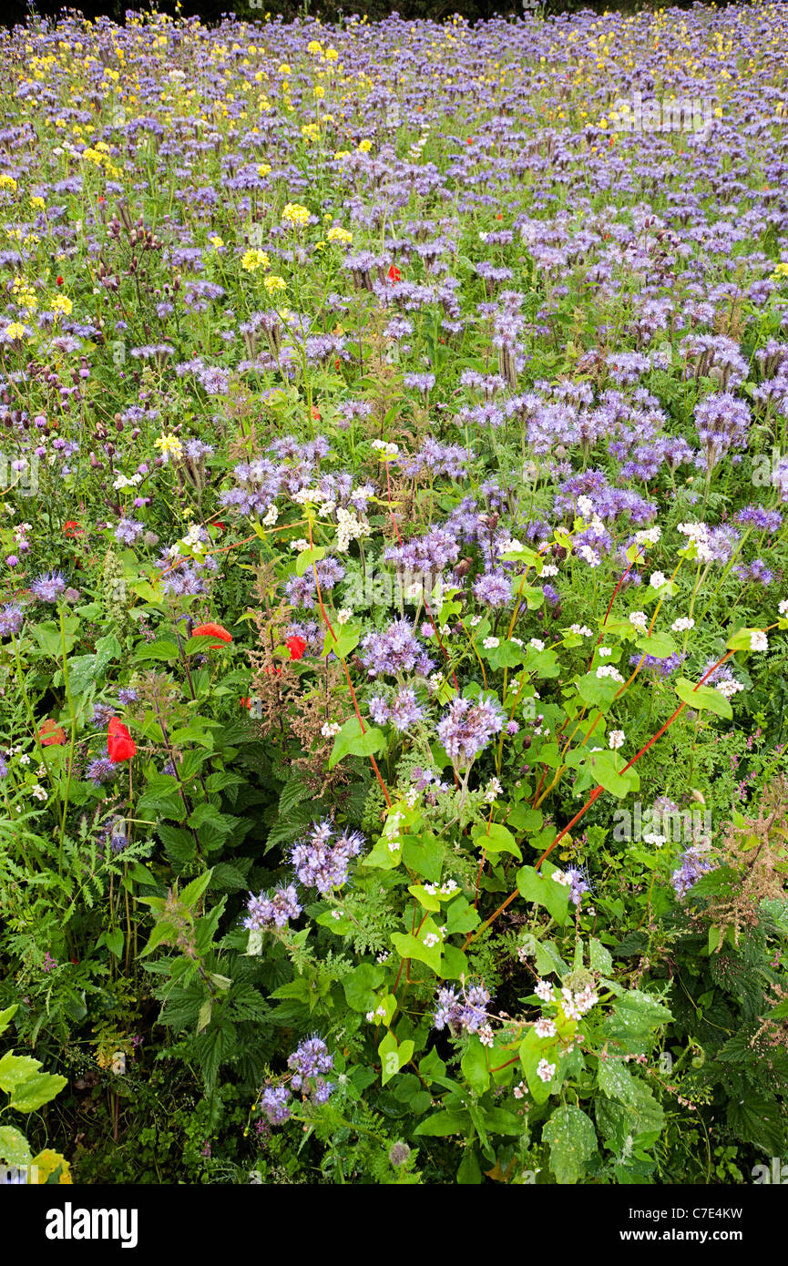 Nectar and game cover mix, arable field, Tidworth, Salisbury Plain Stock Photo