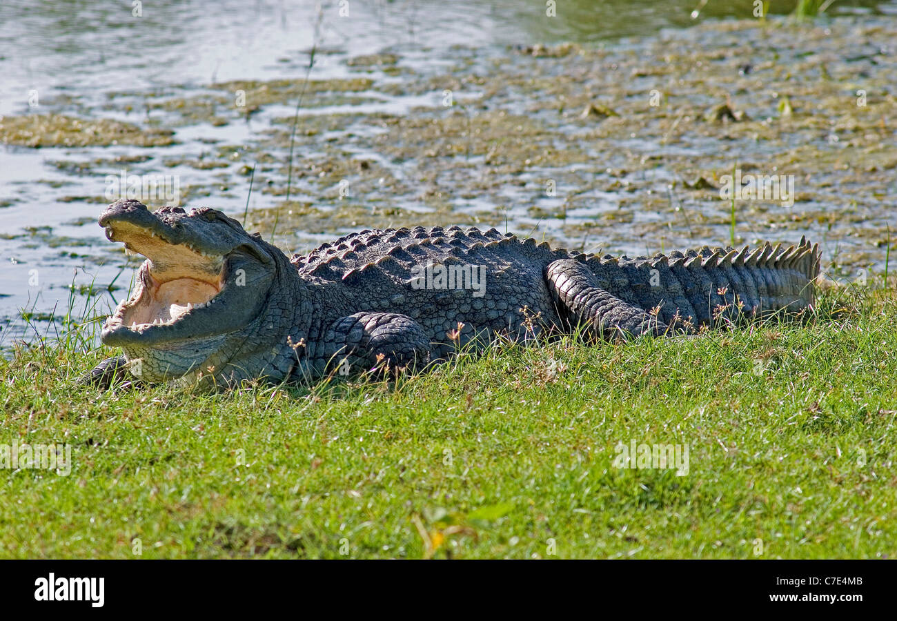 Maqsked crocodile crocodylus palustris Sri Lanka Stock Photo
