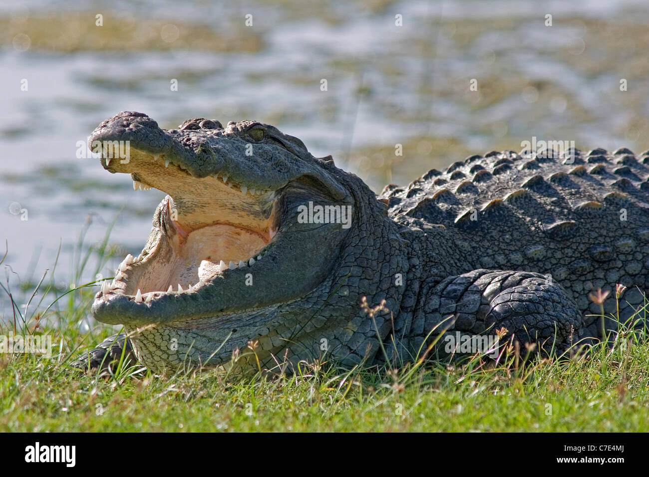 Masked crocodile crocodylus palustris Sri Lanka Stock Photo