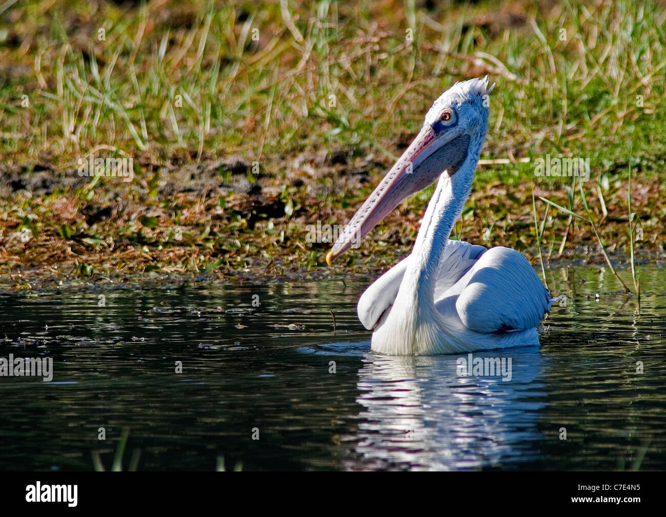 Spot billed or grey pelican pelecanus philippensis Sri Lanka Stock Photo