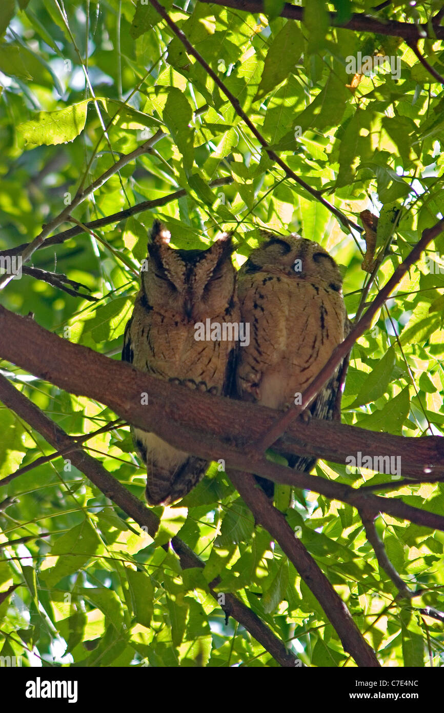 Collared scops owl otus bakkamoena Sri Lanka Stock Photo