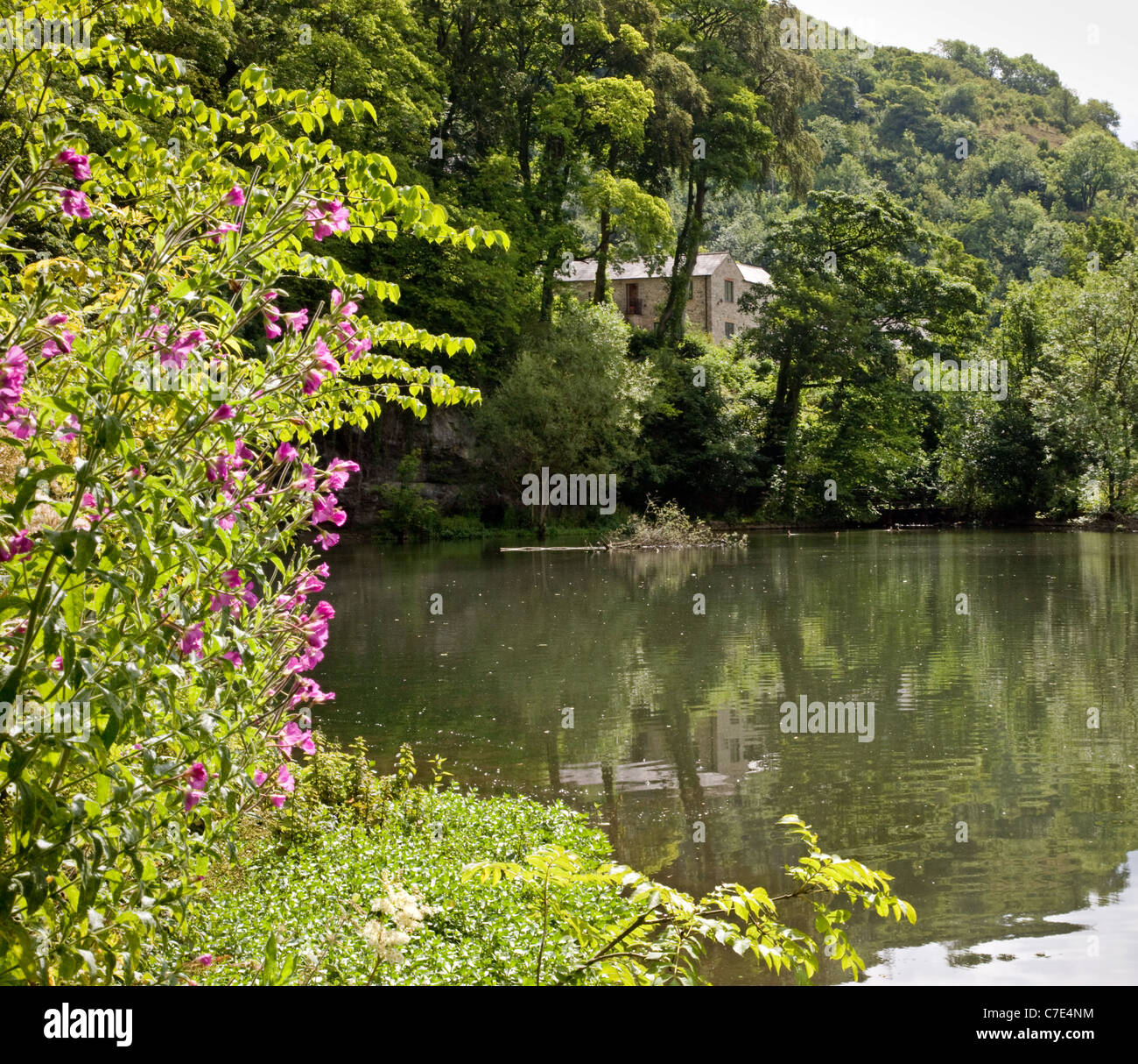 The mill pond on the river Wye at Cressbrook Dale in the Derbyshire White Peak Stock Photo