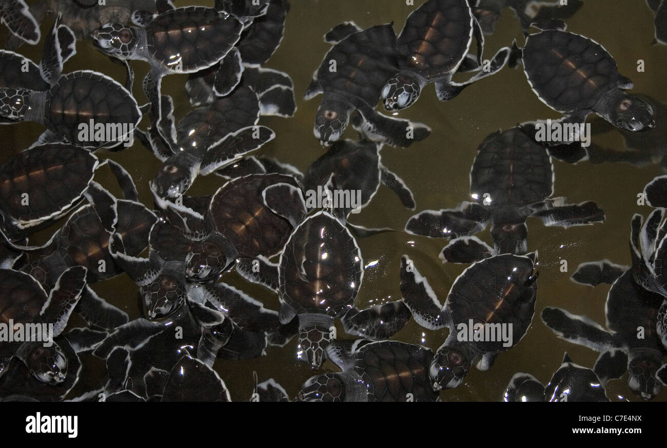 Recently hatched turtles Sri Lanka Stock Photo
