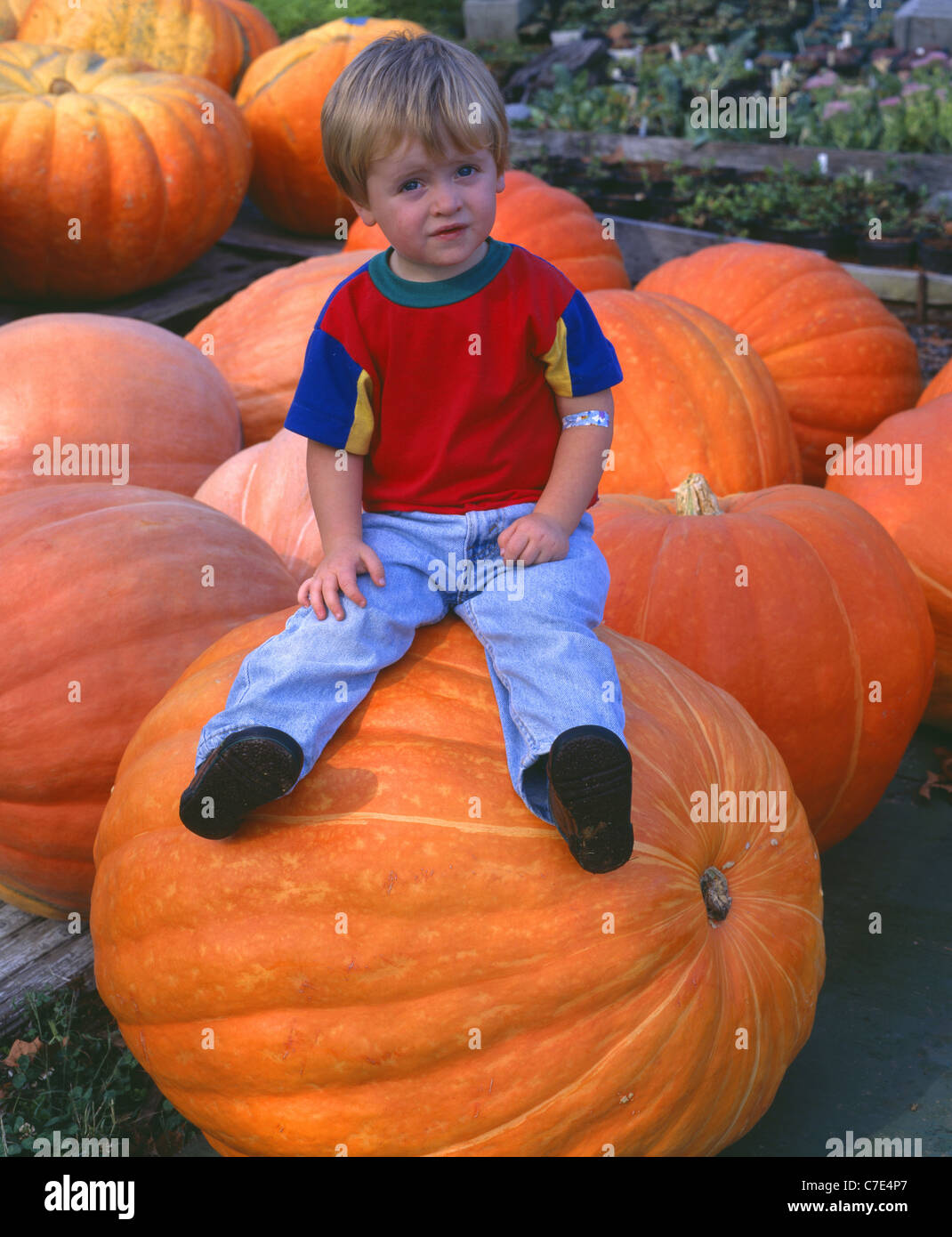 CUTE LITTLE BOY SITTING ON GIANT PUMPKINS BURPEES PRIZEWINNER