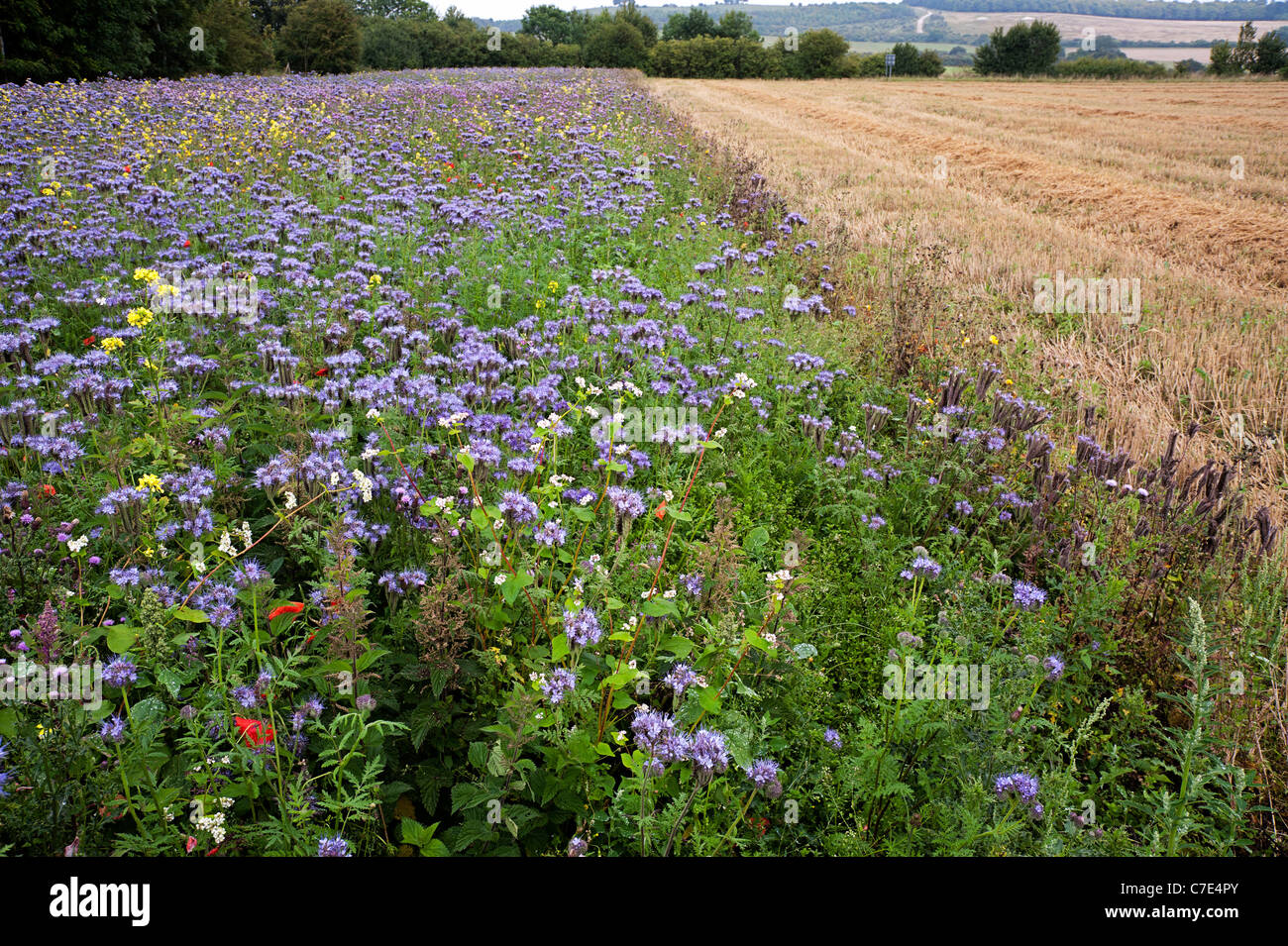 Nectar and game cover mix, arable field, Tidworth, Salisbury Plain Stock Photo