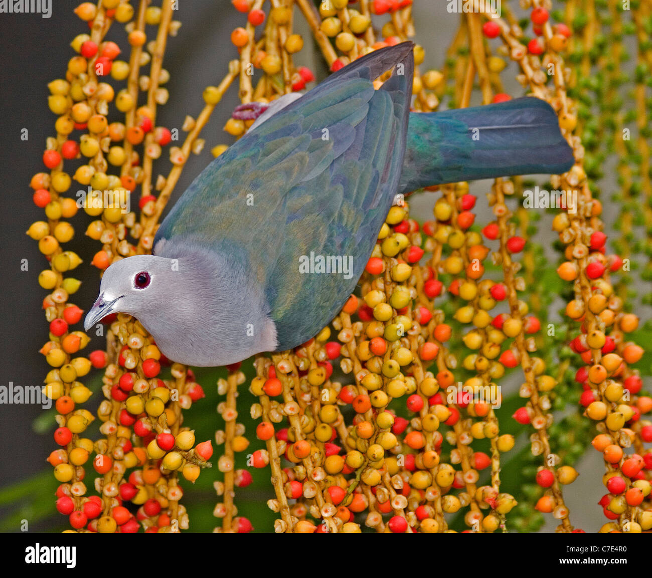 Green imperial pigeon ducula aenea Sri Lanka Stock Photo