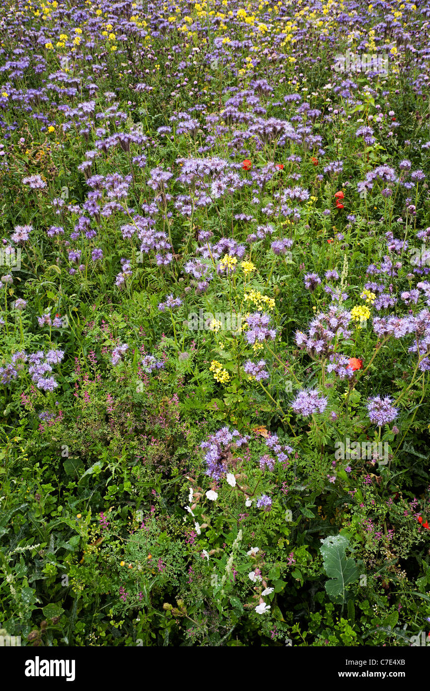 Nectar and game cover mix, arable field, Tidworth, Salisbury Plain Stock Photo Alamy