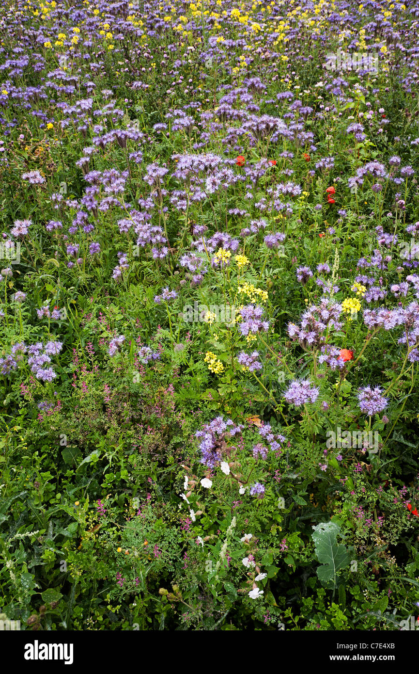 Nectar and game cover mix, arable field, Tidworth, Salisbury Plain Stock Photo