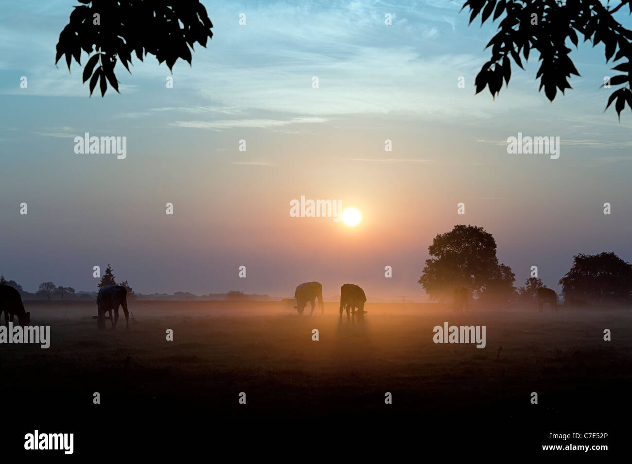 Cattle grazing at sunrise dawn Minchinhampton Gloucestershire Stock Photo