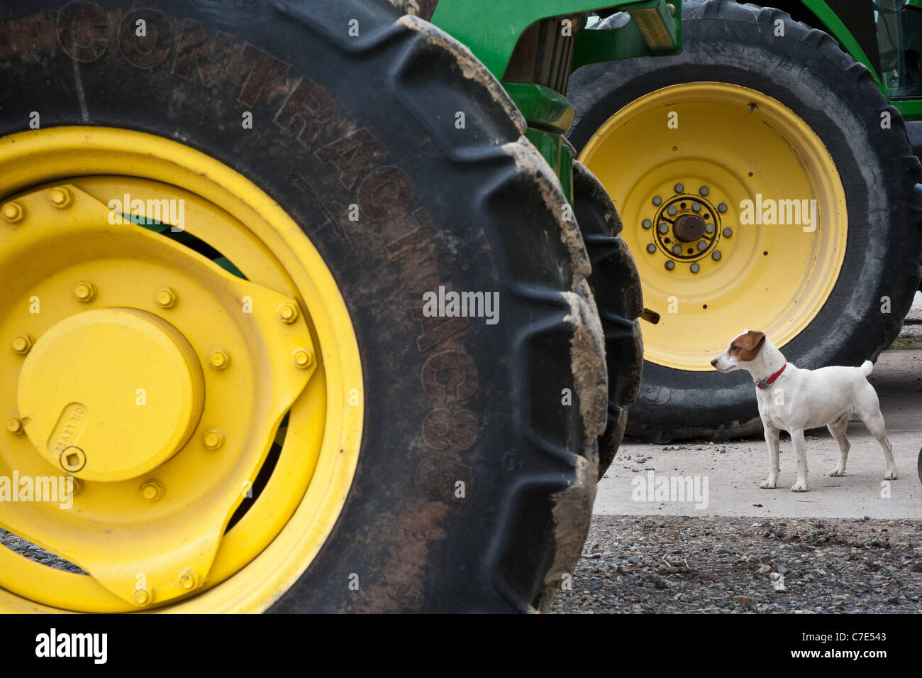 Jack Russell standing between two large tractor tires on a farm Stock