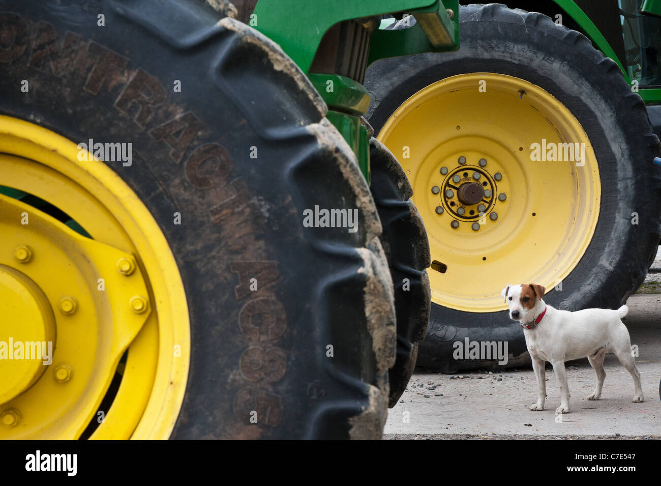 Jack Russell standing between two large tractor tires on a farm Stock Photo Alamy