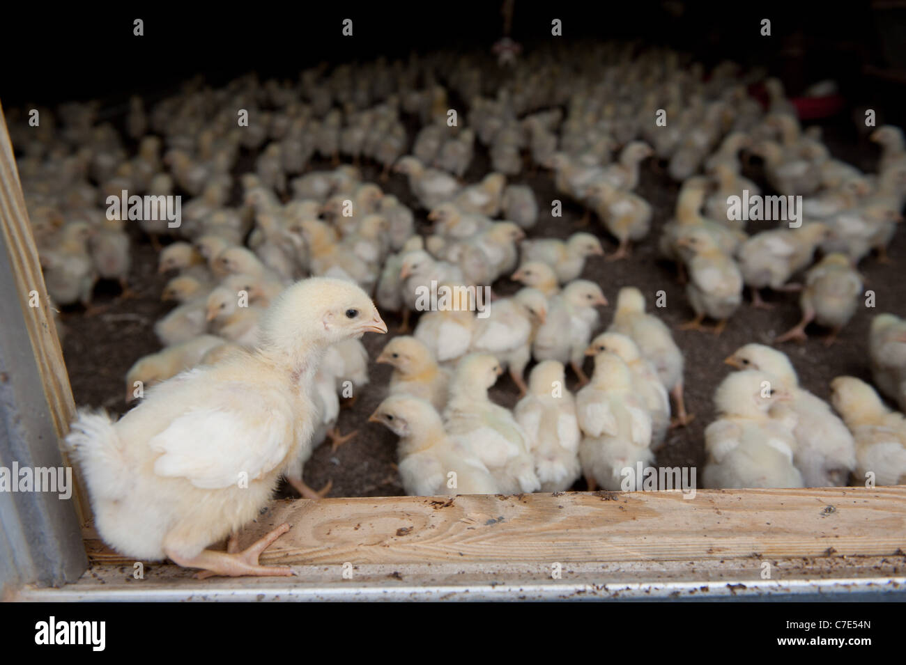 chicks feeding in a chicken coop Stock Photo Alamy