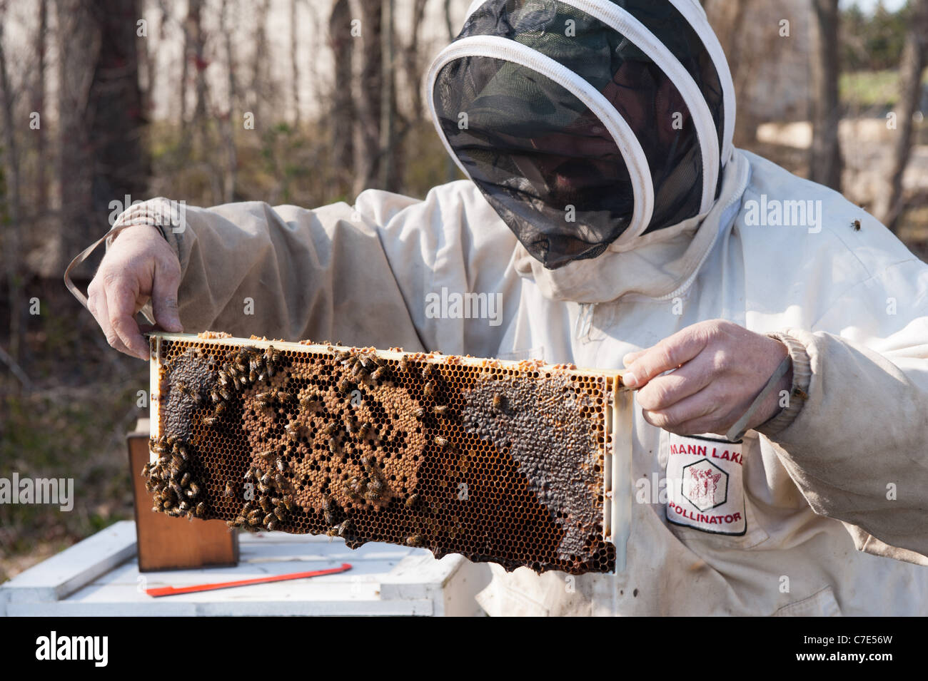 Beekeeper inspecting hives Stock Photo