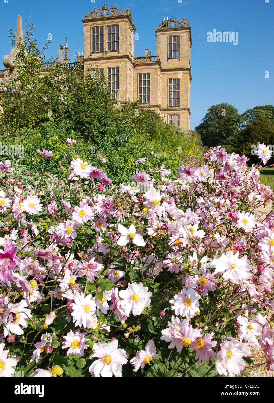 Japanese or Chinese Anemone hupehensis var japonica September Charm gracing the long border at Hardwick Hall in late summer Stock Photo