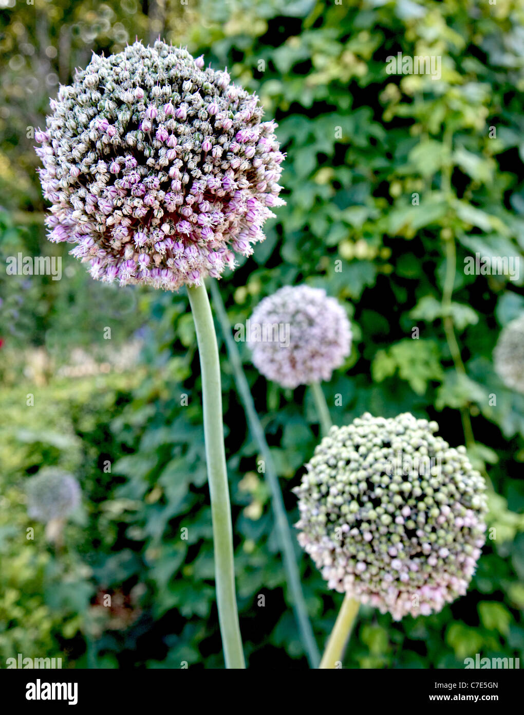 Late flower heads of Giant Allium in an English herb garden with seeds just forming Stock Photo