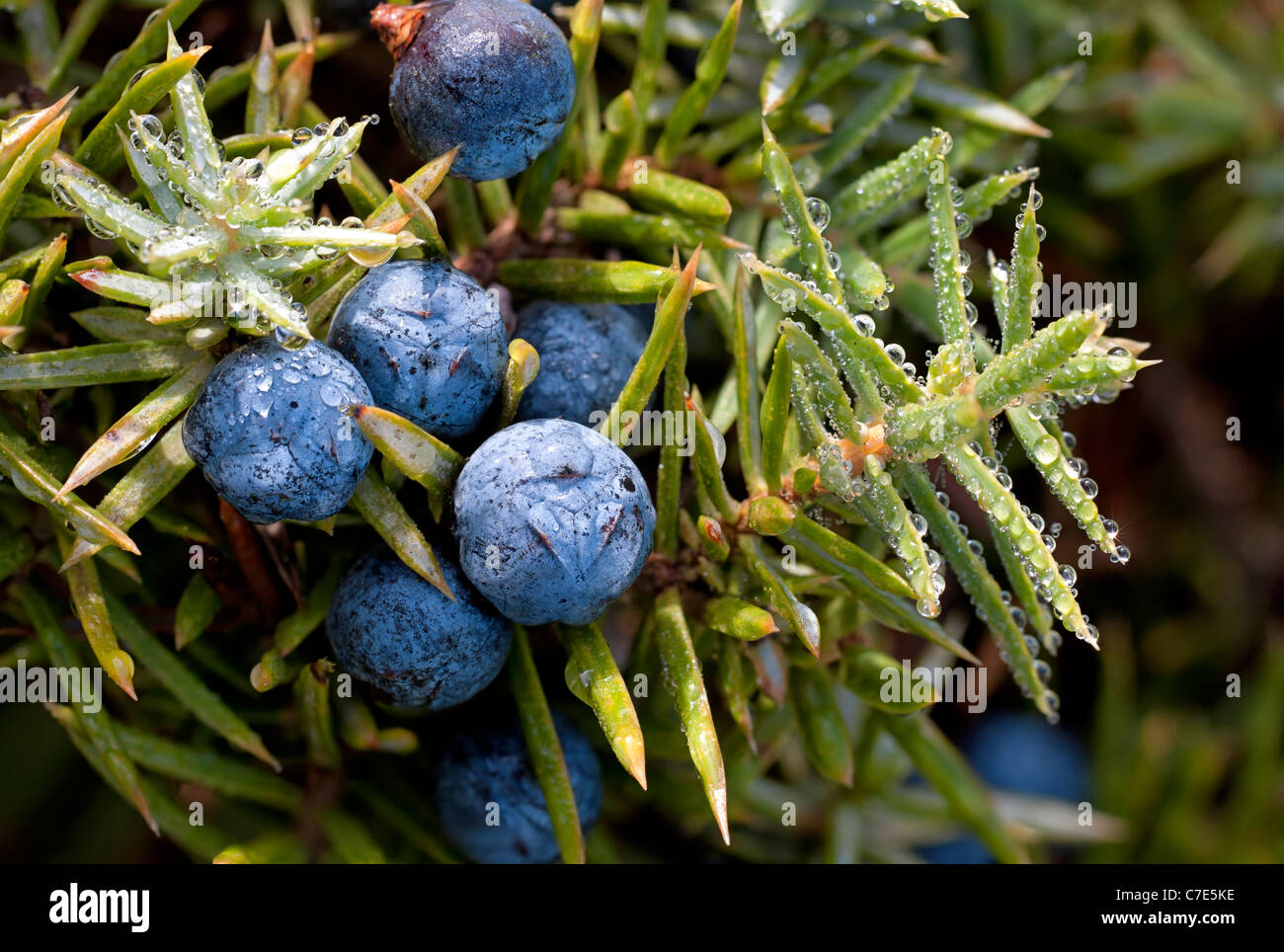 Wild juniper berries hires stock photography and images Alamy
