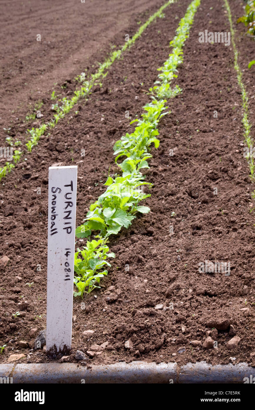 A straight drill of Snowball turnip seedlings in a vegetable garden