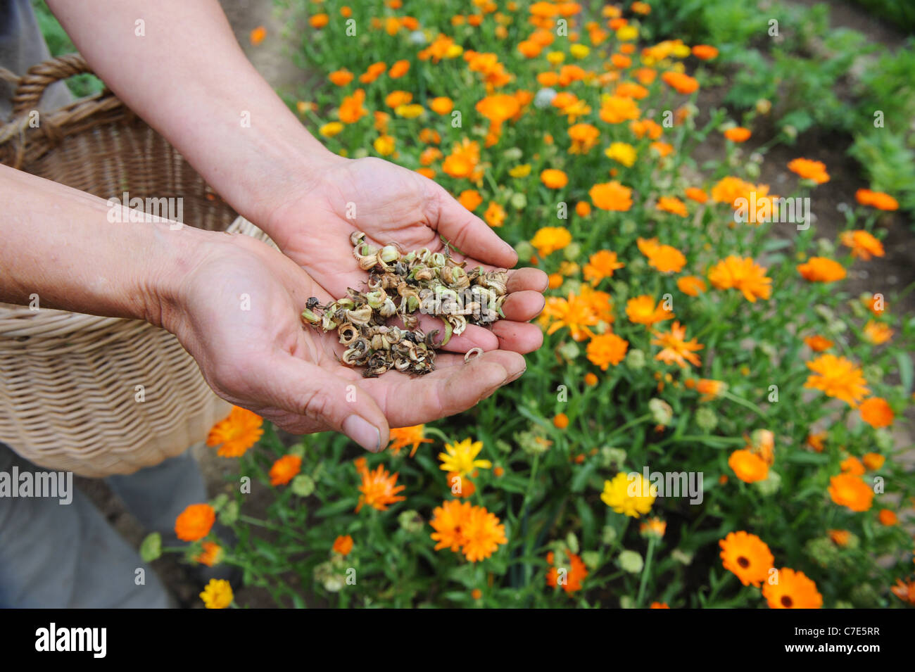 Seeds harvest of the Calendula Officialis Stock Photo