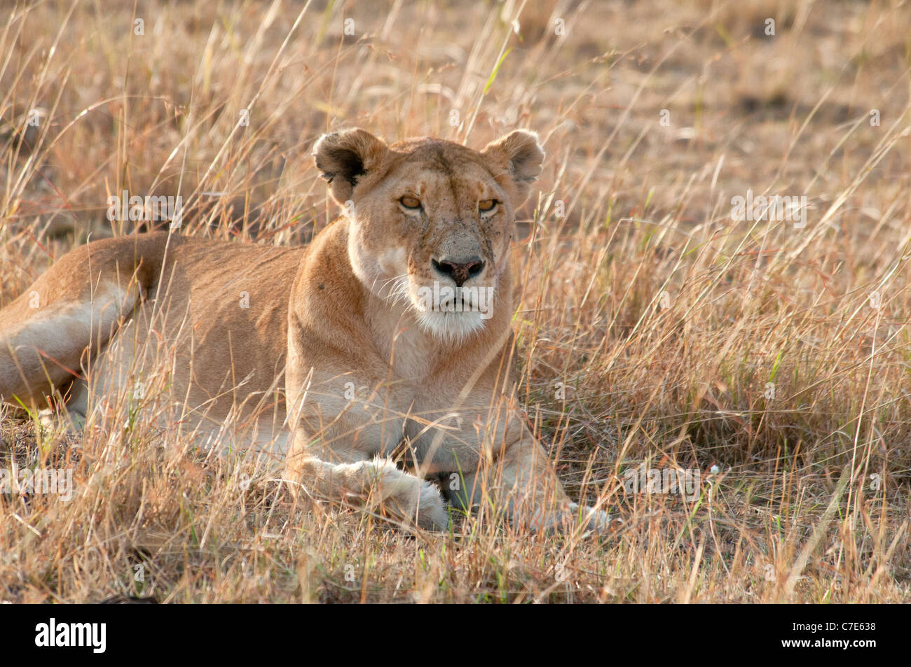 Solitary African Lioness, Lying Down, Panthera leo, Masai Mara National Reserve, Kenya, Africa Stock Photo