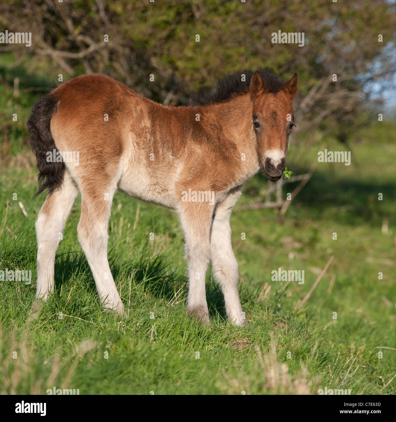 Wild feral horse animal Exmoor pony ponies free Stock Photo
