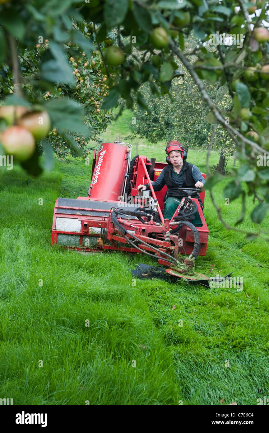 Self propelled cider apple harvester Stock Photo