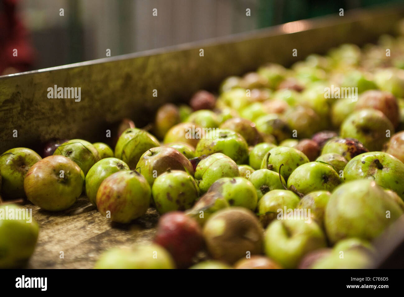 Cider apples go into to the cider press machine Stock Photo
