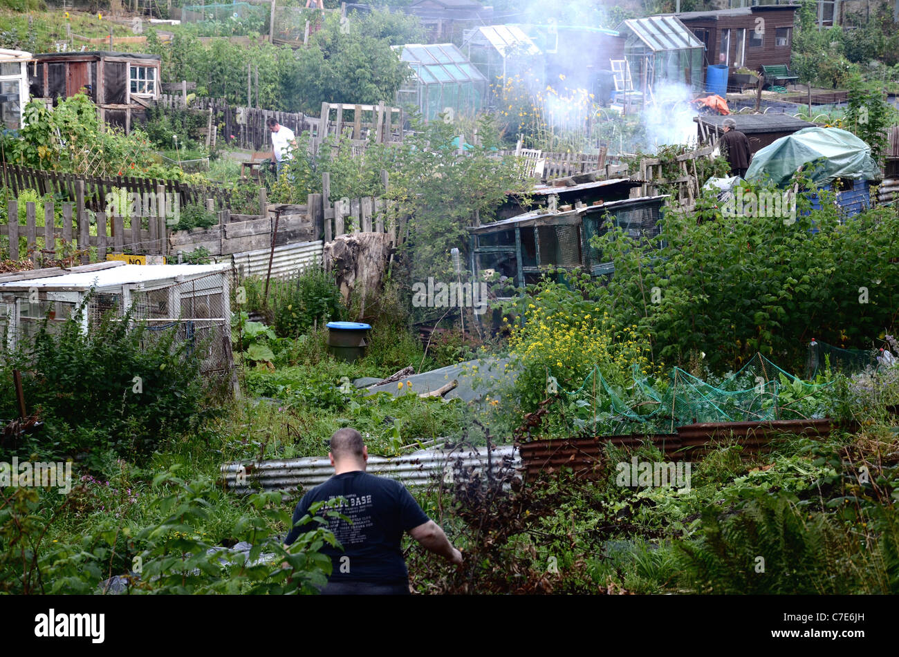 Allotments in Edinburgh Stock Photo Alamy
