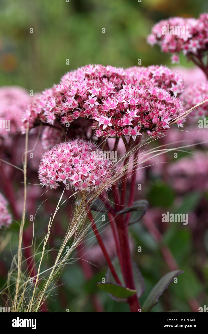 Close up of pink sedum / stonecrop flowering in an English garden Stock Photo