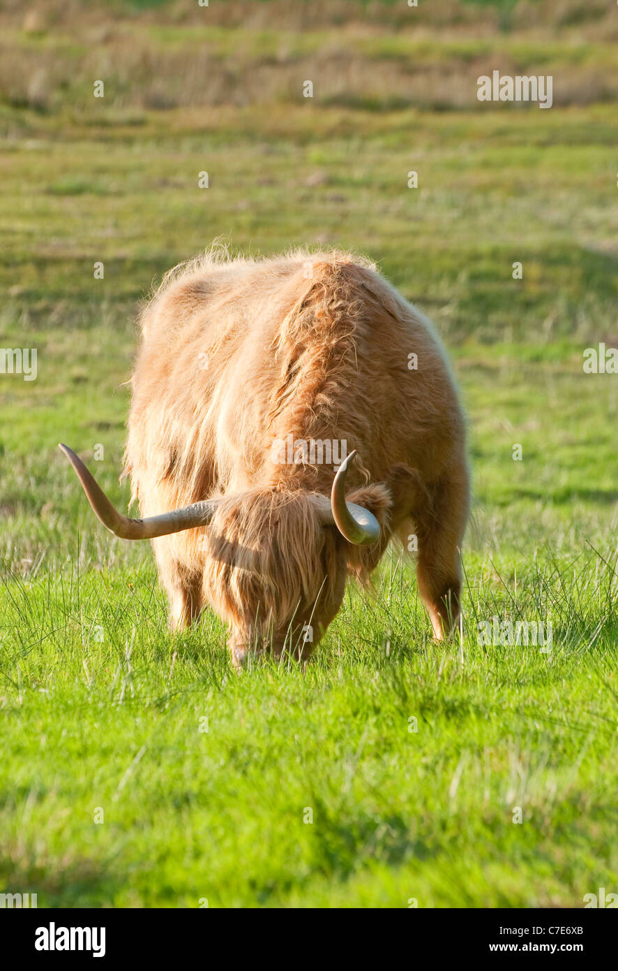 Highland cow breed with hairy shaggy coat hi-res stock photography and ...