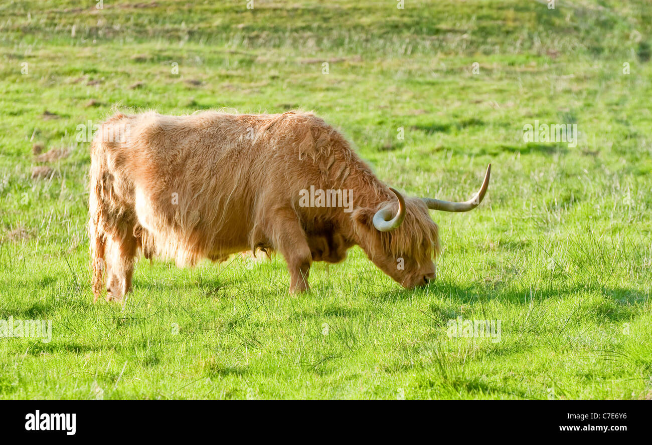 A highland cow grazing on the Scottish moor Stock Photo - Alamy