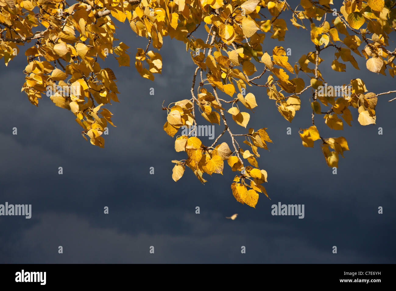Autumn leaves on stormy sky background Stock Photo