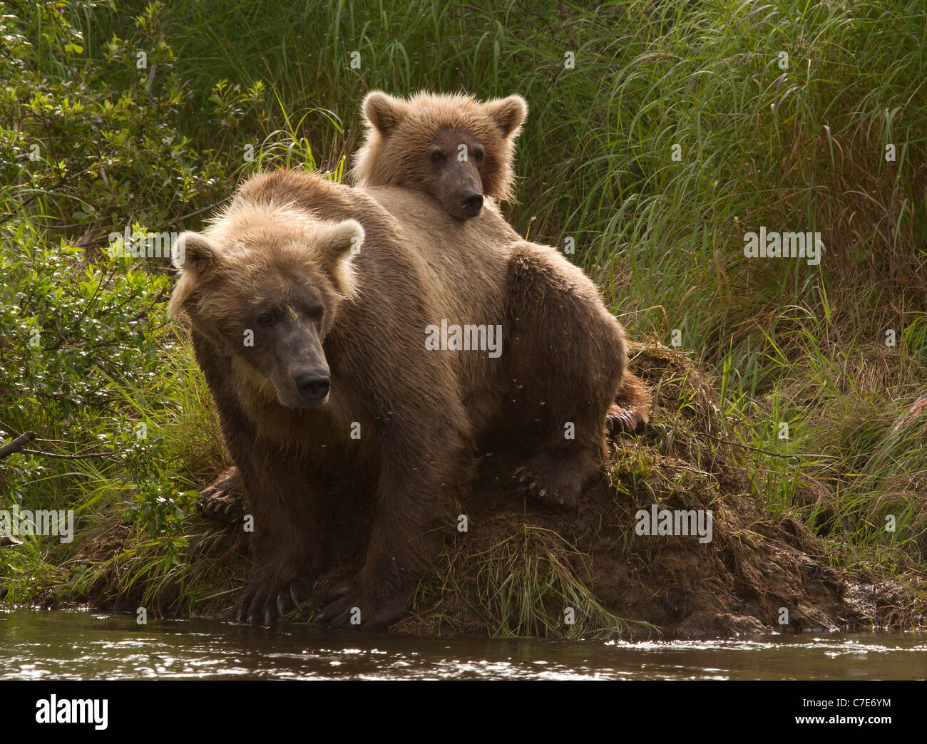 Brown Bear cub, Ursus Arctos learning from its mother Stock Photo Alamy