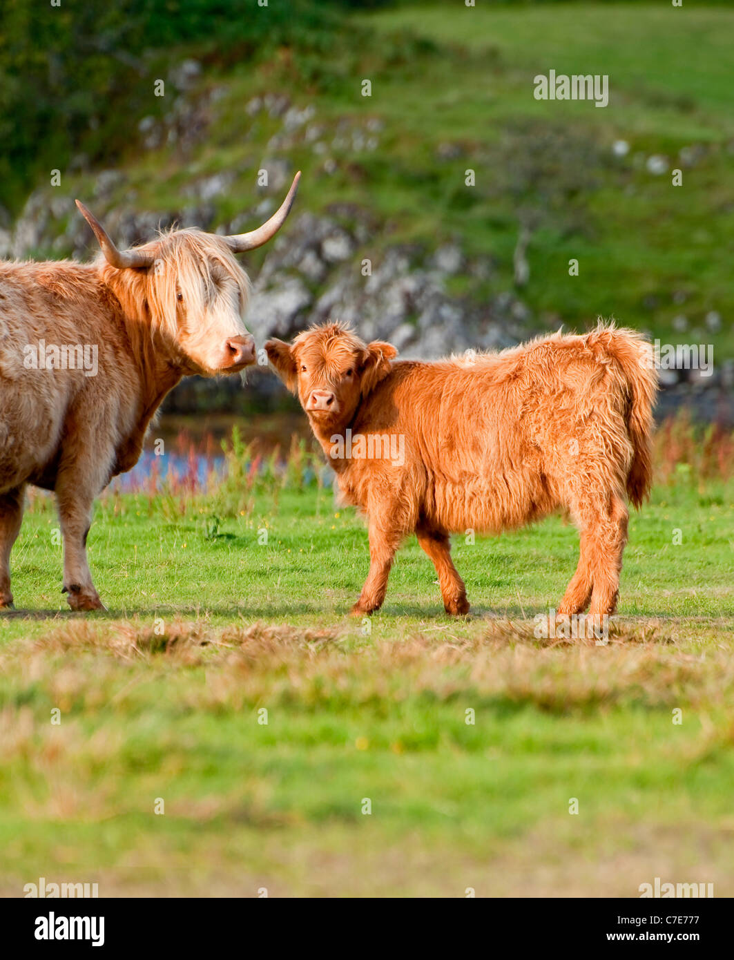 A Scottish highland cow and her calf Stock Photo - Alamy