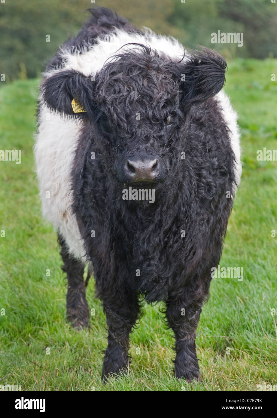 loan silhouette Beak Belted Galloway Cow Stock Photo - Alamy