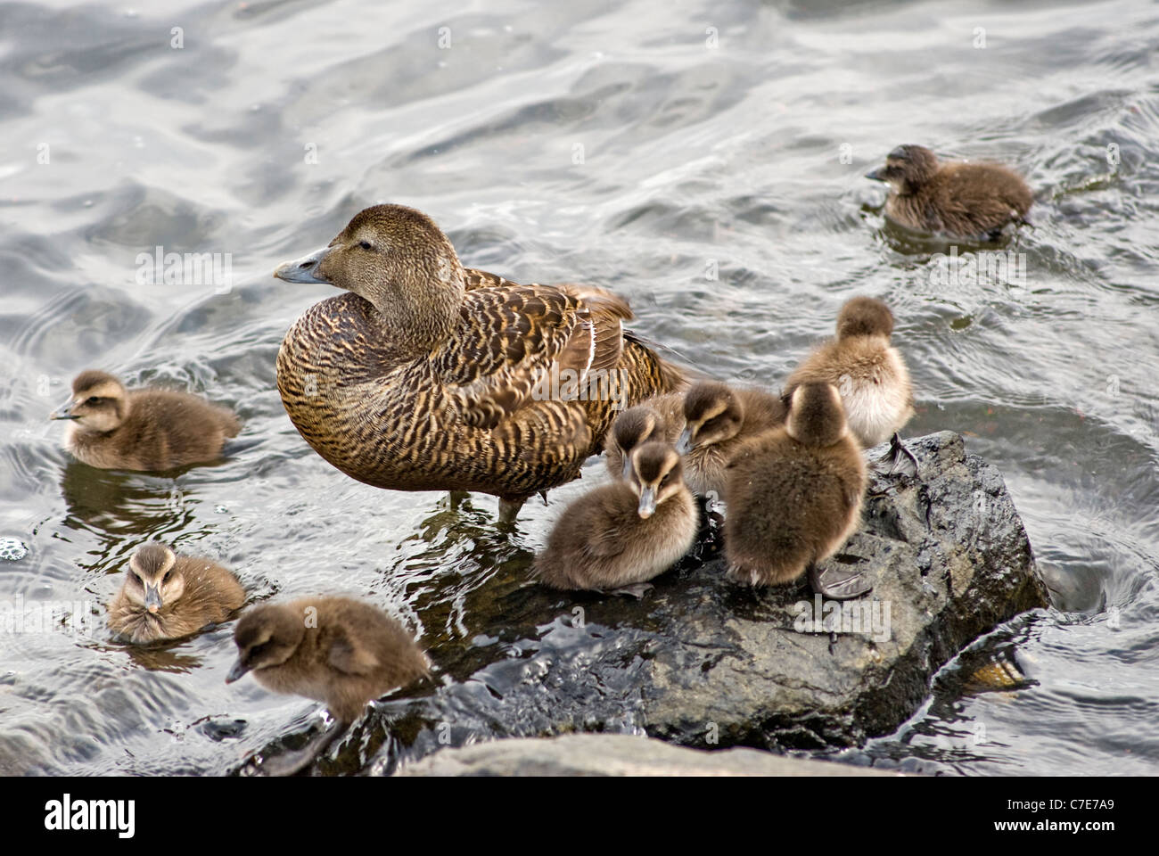 Female Eider & Ducklings Stock Photo - Alamy