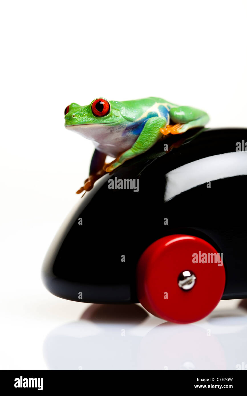 Frog in a car Stock Photo - Alamy