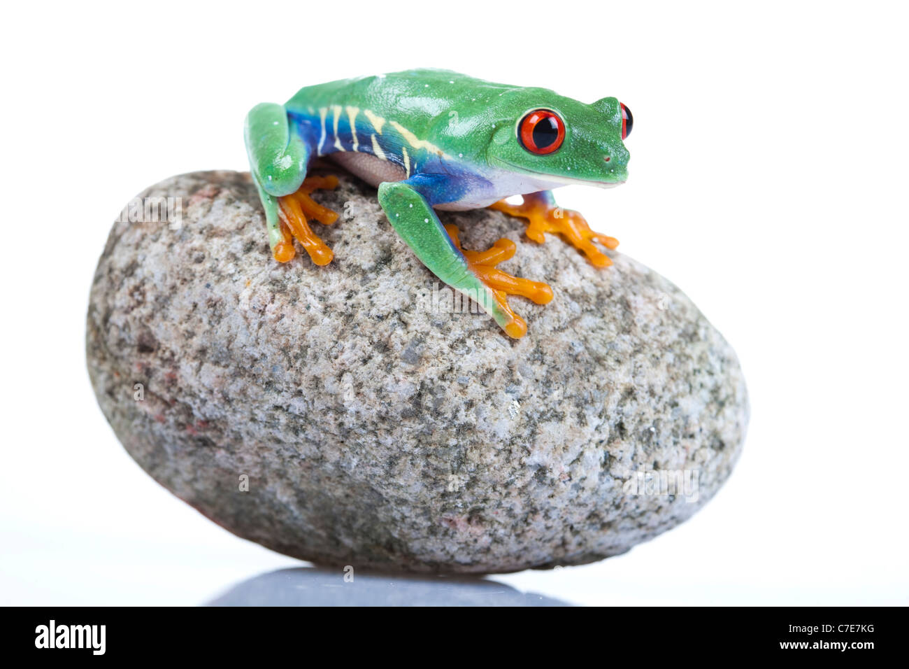 Frog on a stone Stock Photo