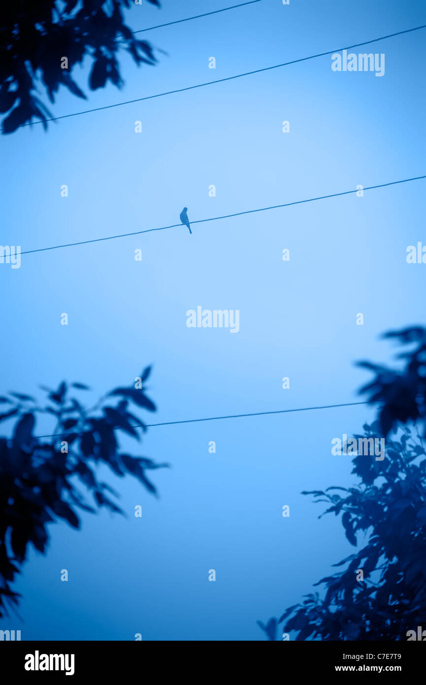 Silhouettes of bird sitting on wire with tree frame. Blue tinted image Stock Photo