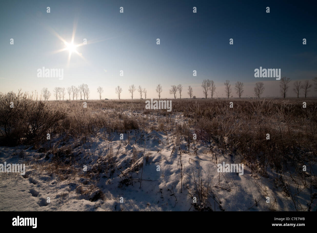 Winter landscape with a row of trees in the distance and sun in