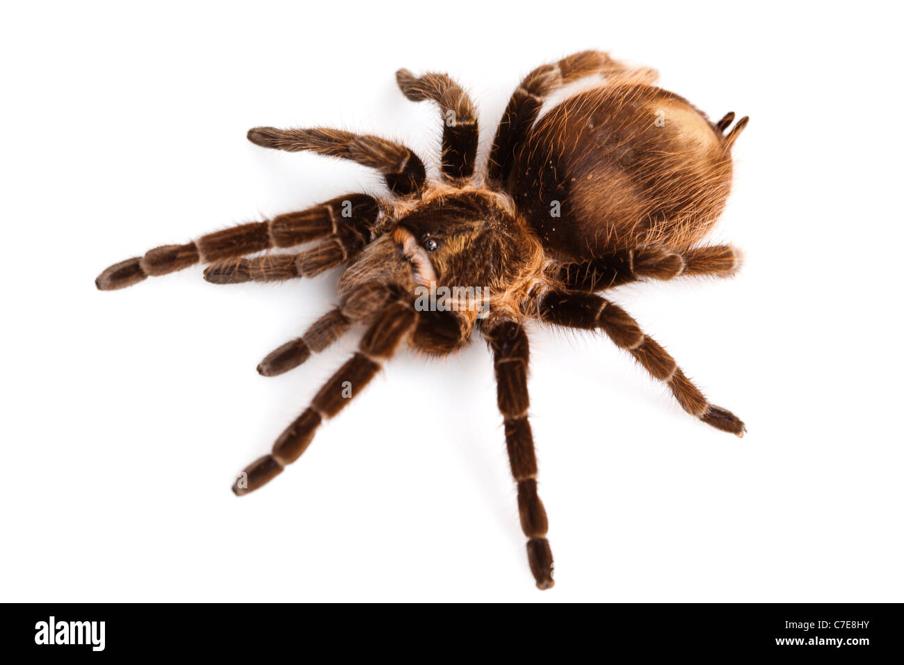 Spider on white background Stock Photo - Alamy