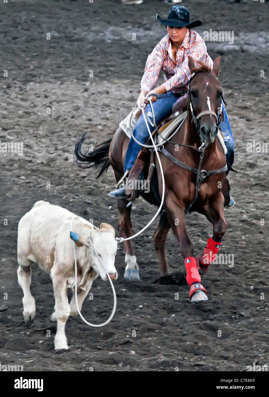 Woman competing in the breakaway event in the rodeo held on the Fort Hall reservation in Wyoming during the annual Shoshone-Bann Stock Photo