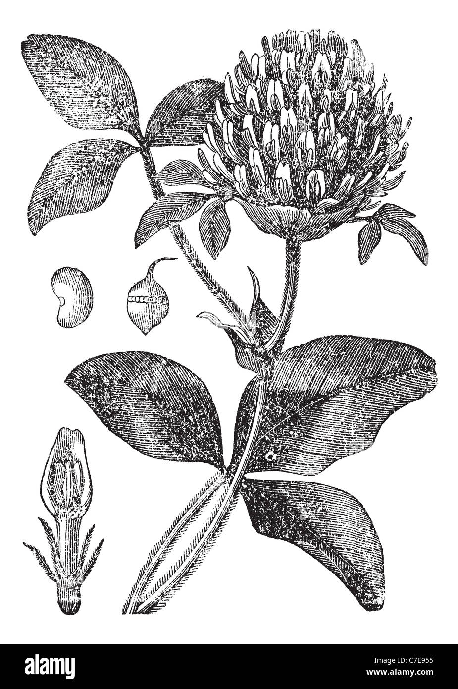 Клевер Луговой диаграмма цветка