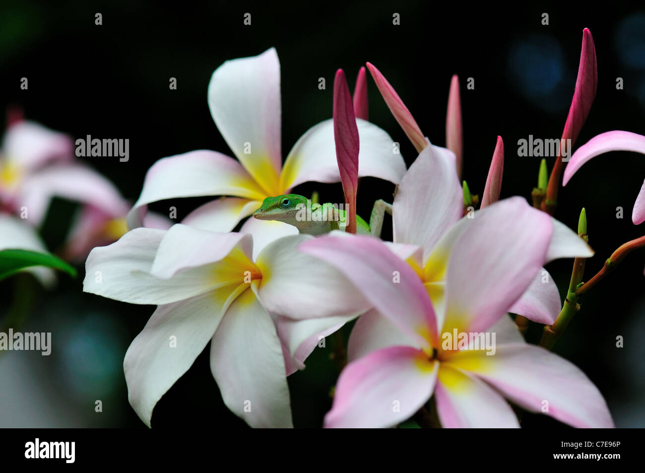 A green Anole lizard hiding in the pink flowers of plumeria. Stock Photo