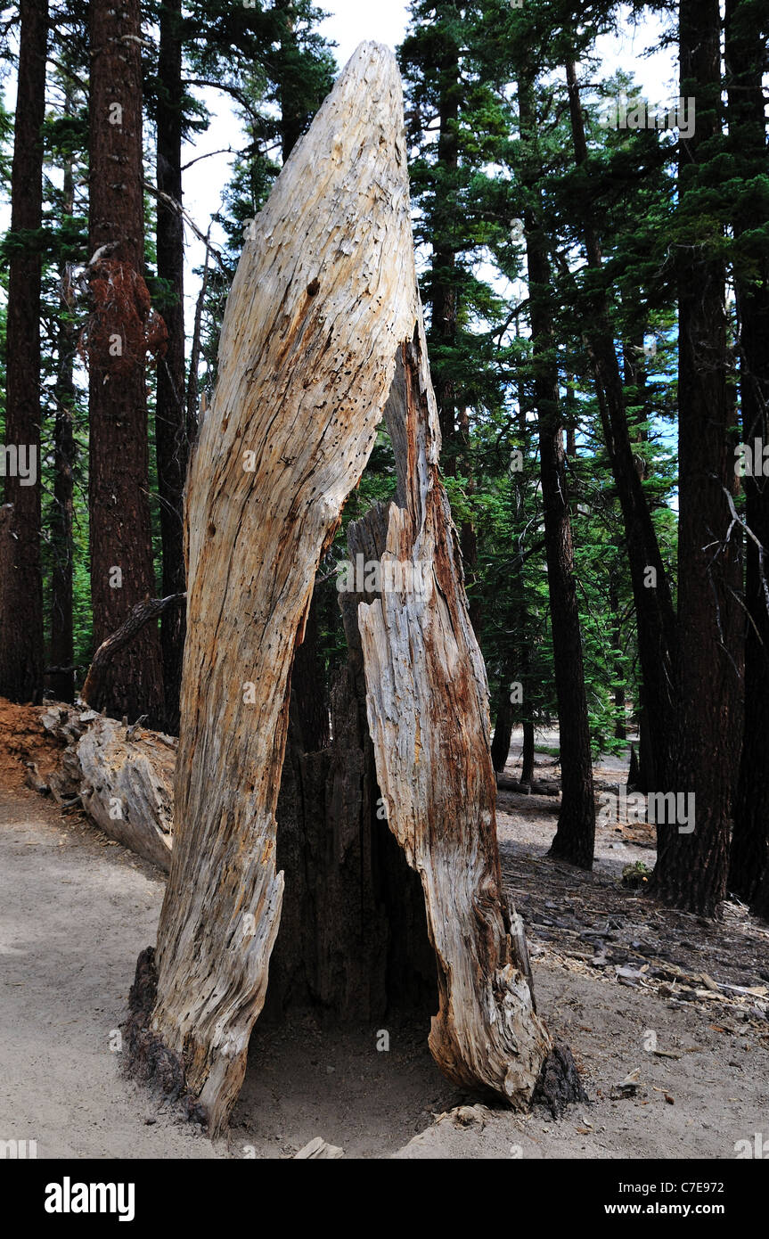A hollow tree trunk stands in forest. California, USA. Stock Photo